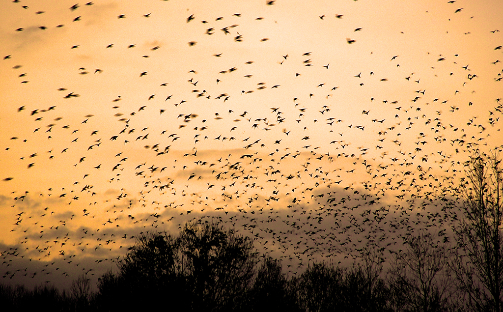 projects fake-polaroid_2011